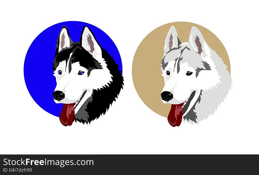 Dogs of breed Siberian Huskies