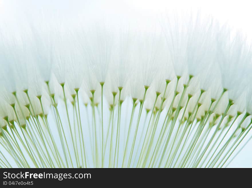 Dandelion seeds