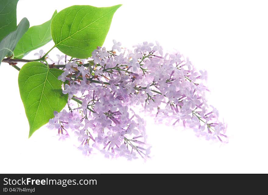 A bunch of lilac flowers