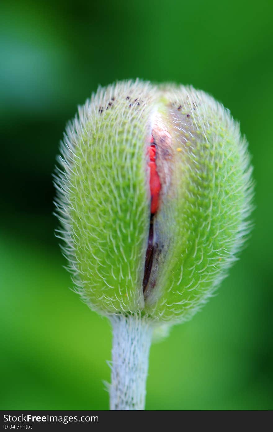 Close up of a poppy