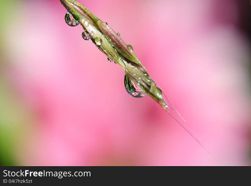 Close up image of drops with natural background