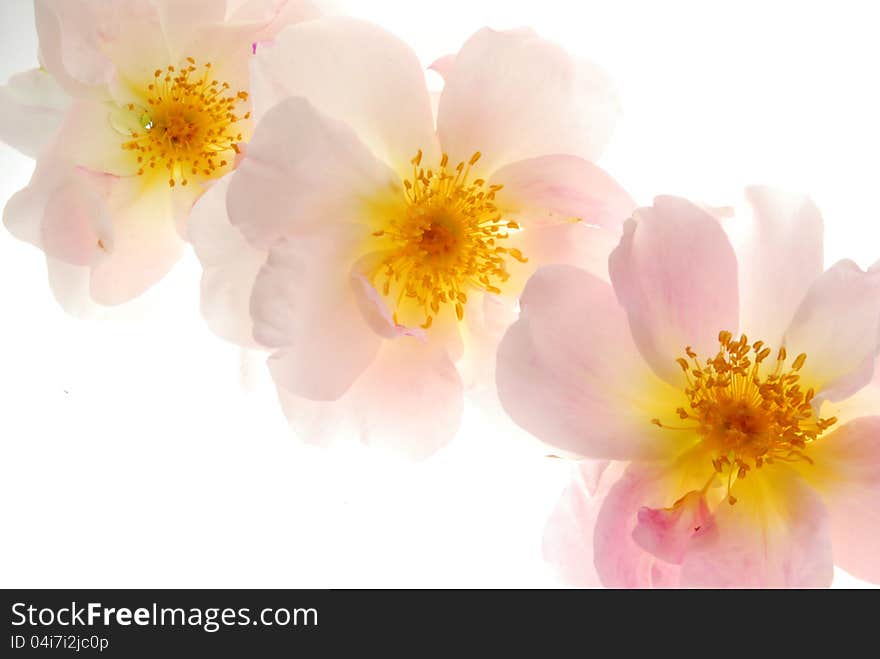 Close up image of pink roses