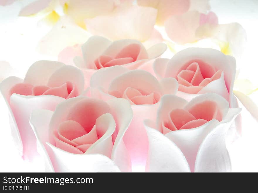 Close up image of pink roses