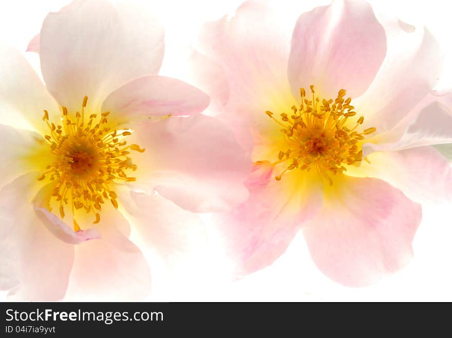 Close up image of pink roses