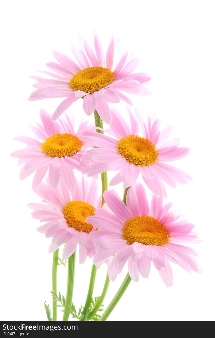 Pink daisys with white background