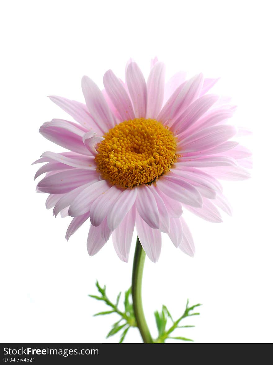 Pink daisys with white background