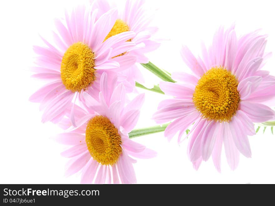 Pink daisys with white background