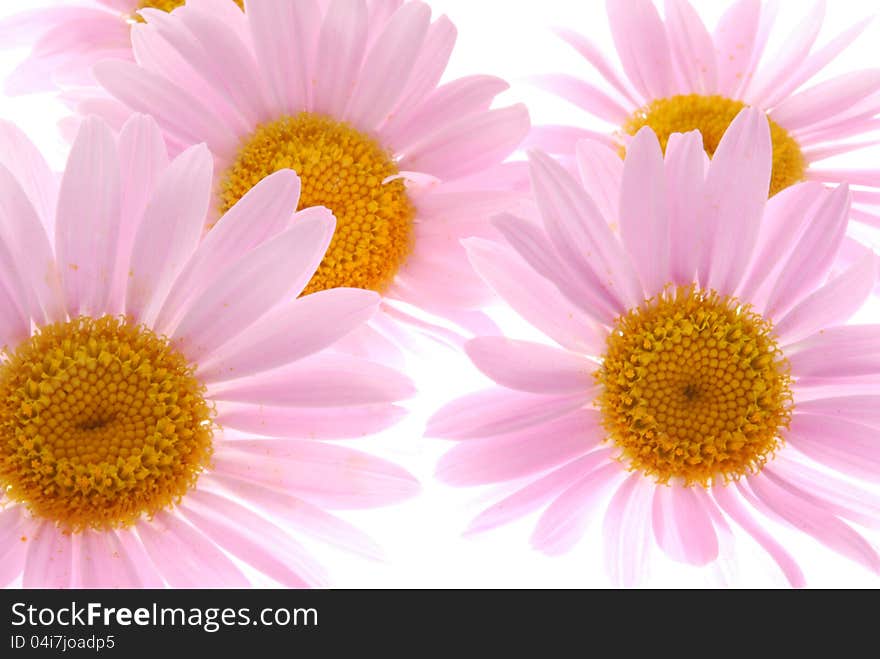 Pink daisys with white background