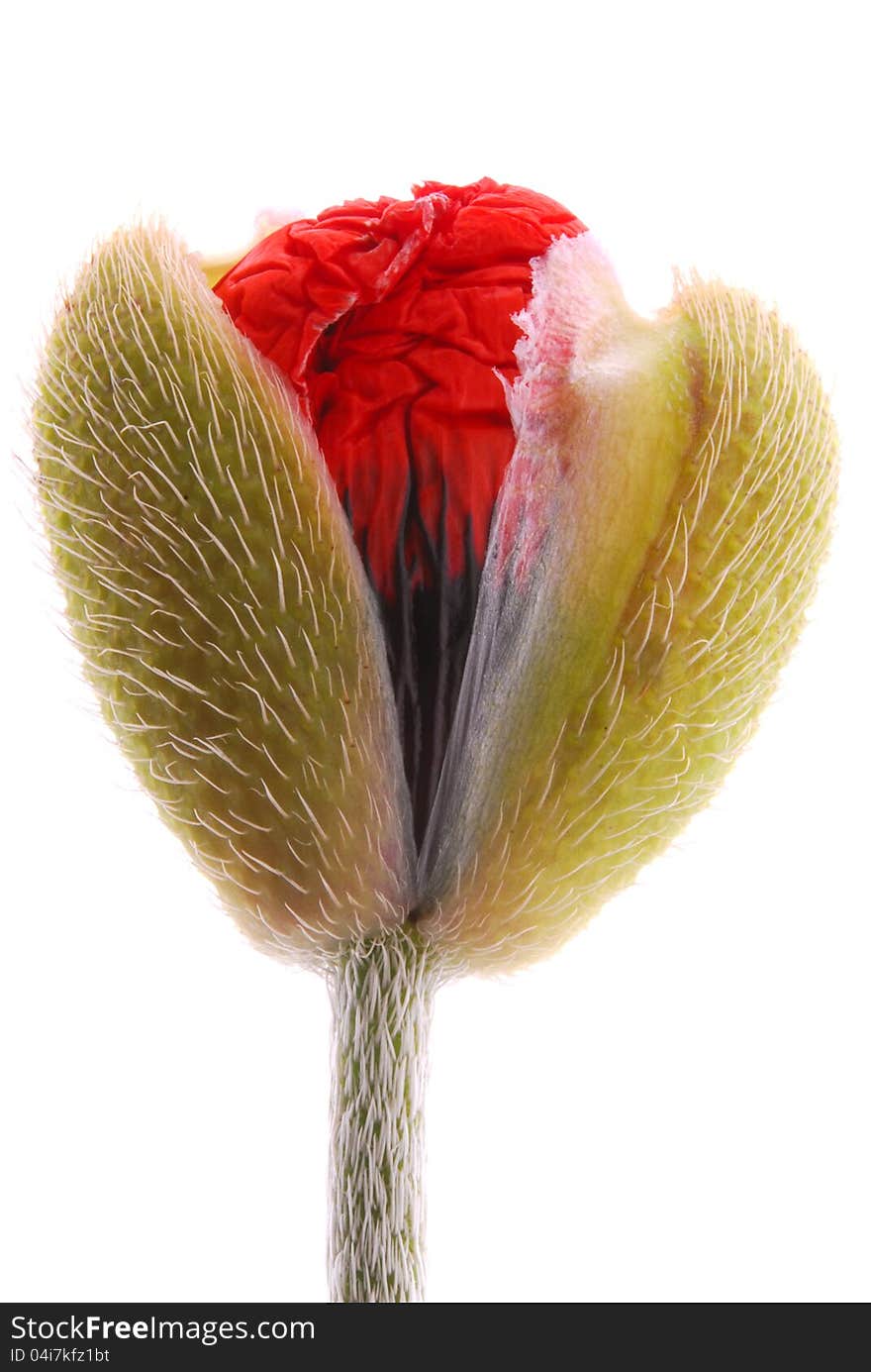 Red poppy on white background