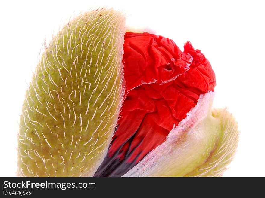 Red poppy on white background