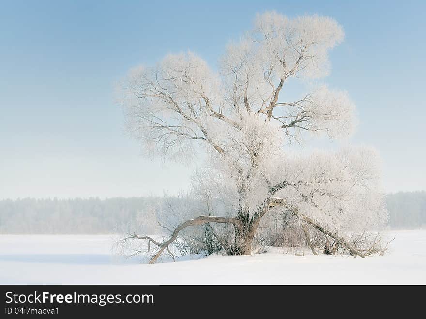 The tree in frost, the snow-covered plain. Central Russia.