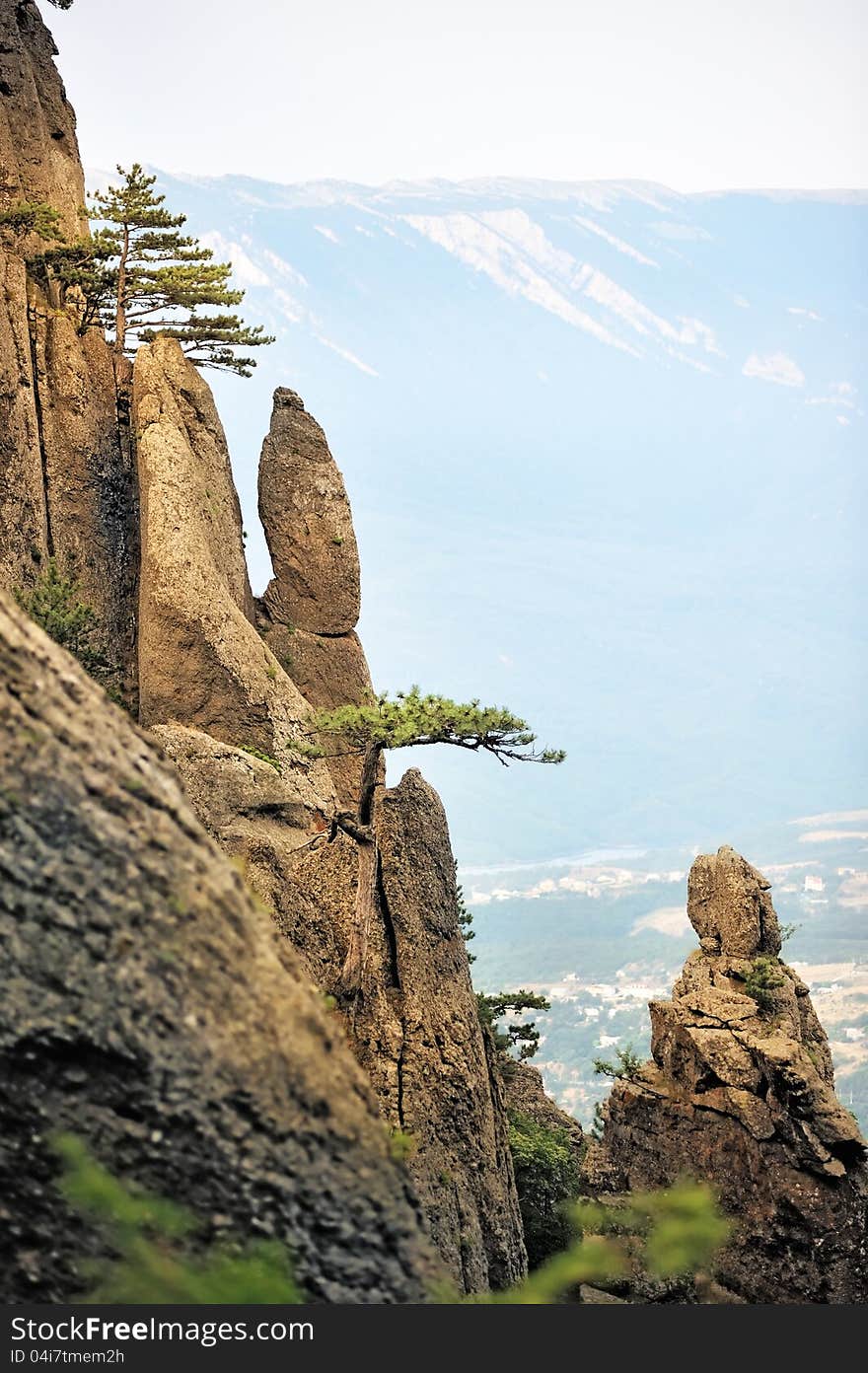 Pine trees on the steep cliffs