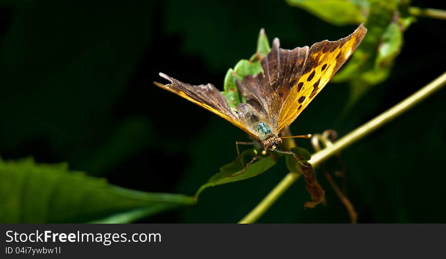 A colorful butterfuly takes a break and pauses on a stem. A colorful butterfuly takes a break and pauses on a stem