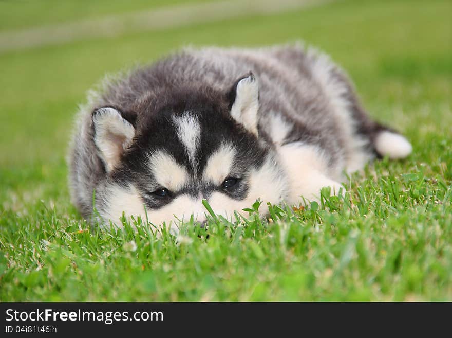 The puppy hiding on grass and looking at camera. The puppy hiding on grass and looking at camera