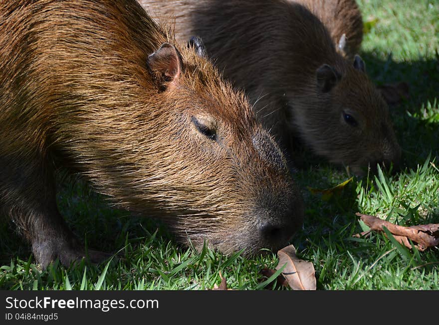 Capybara