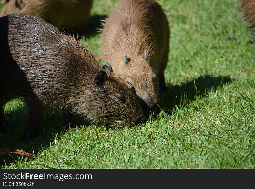 Baby Capybara