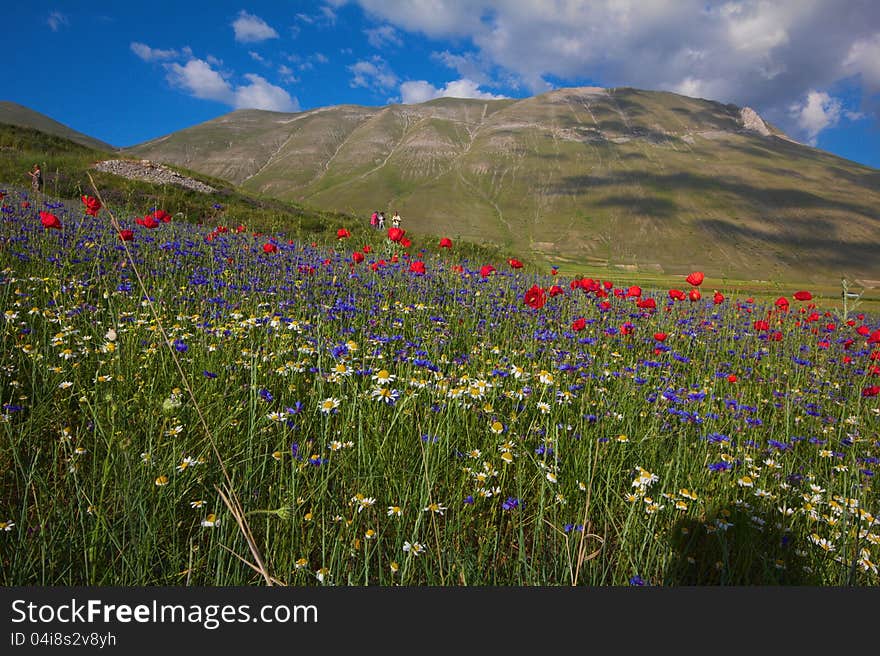 Mountain with many flowers