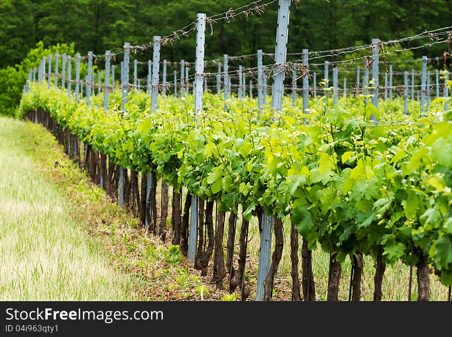 Beautiful rows of grapes in spring. Beautiful rows of grapes in spring