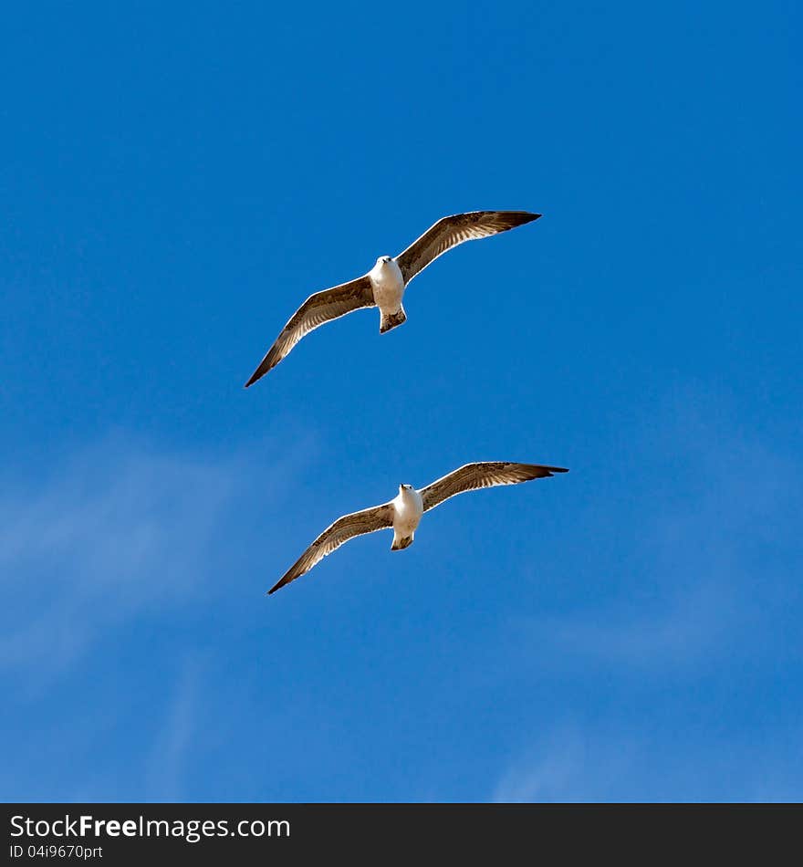 Young sea gulls flying in the blue sky. Young sea gulls flying in the blue sky