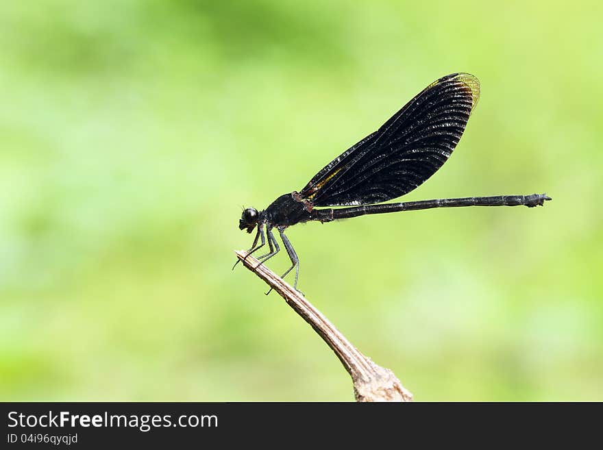 Black Dragonfly