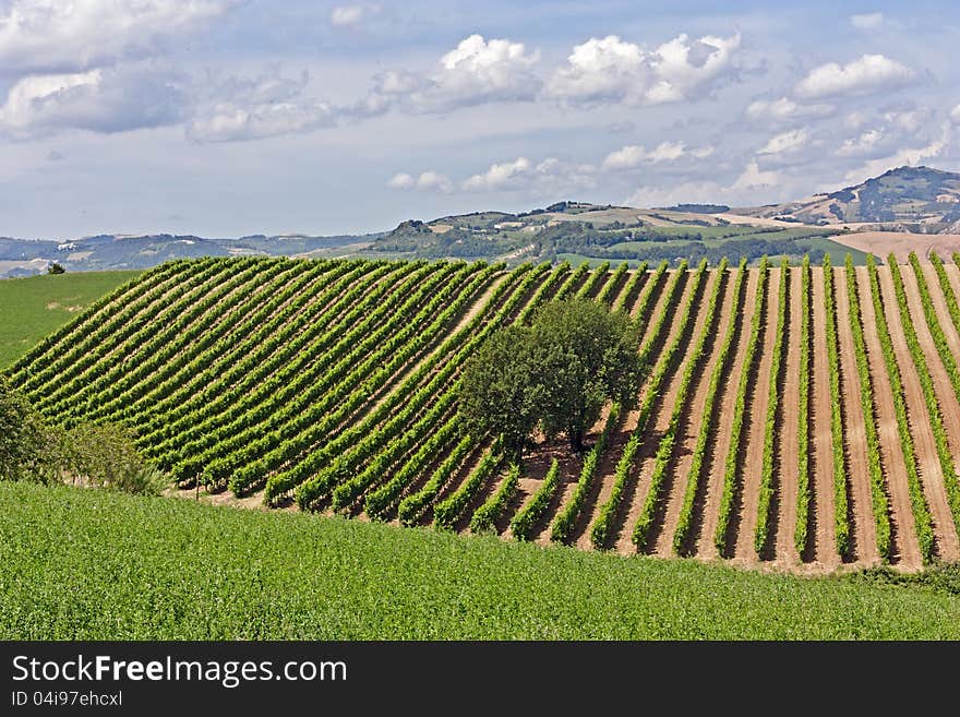 Italian Vineyard