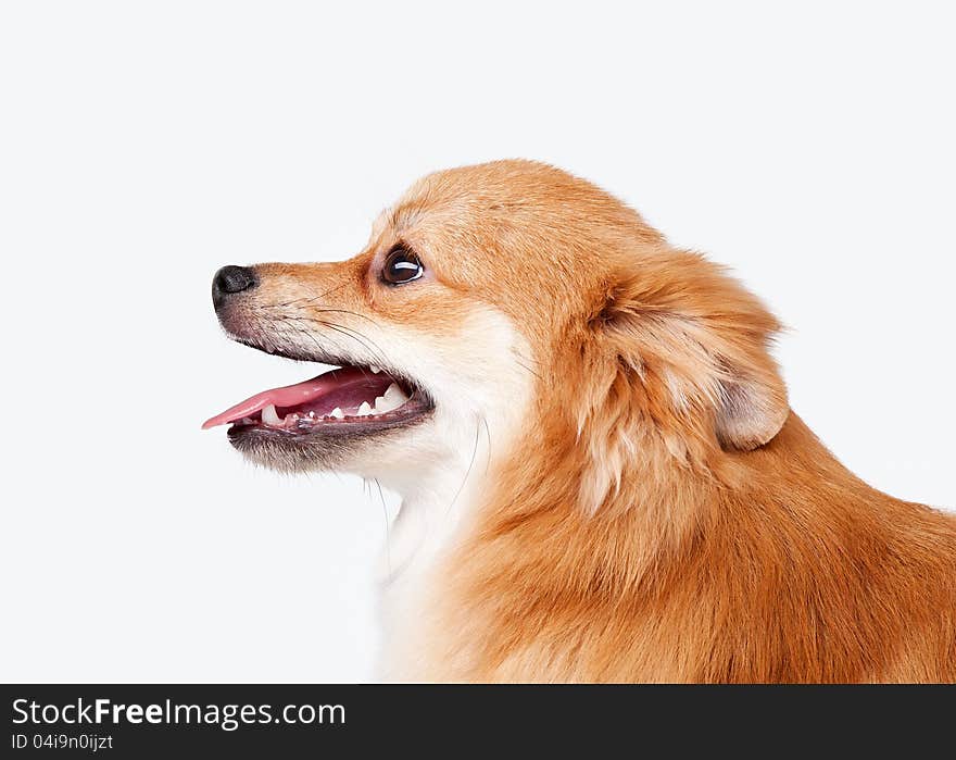 Pomeranian puppy on white gradient background