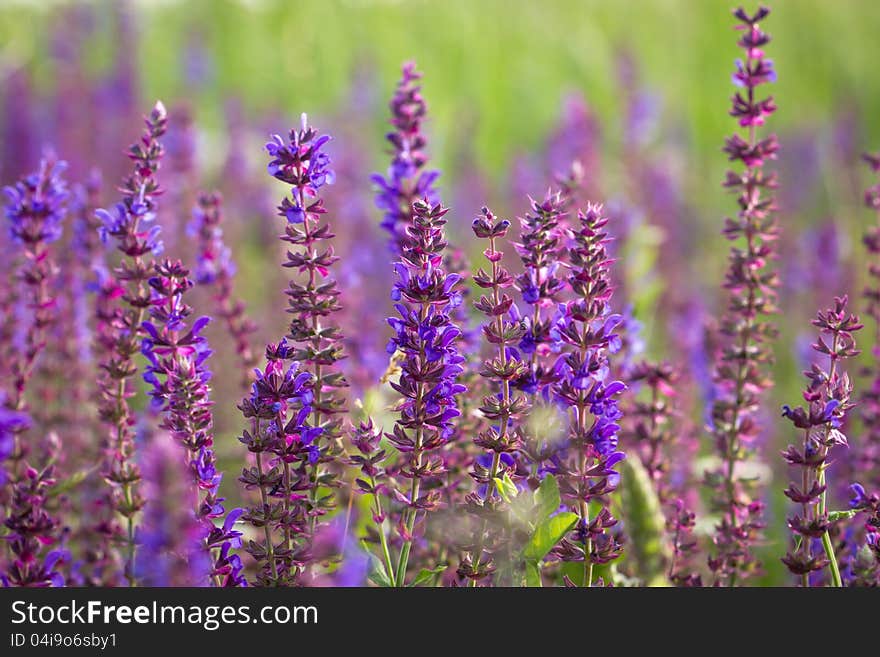 Blooming meadow flower