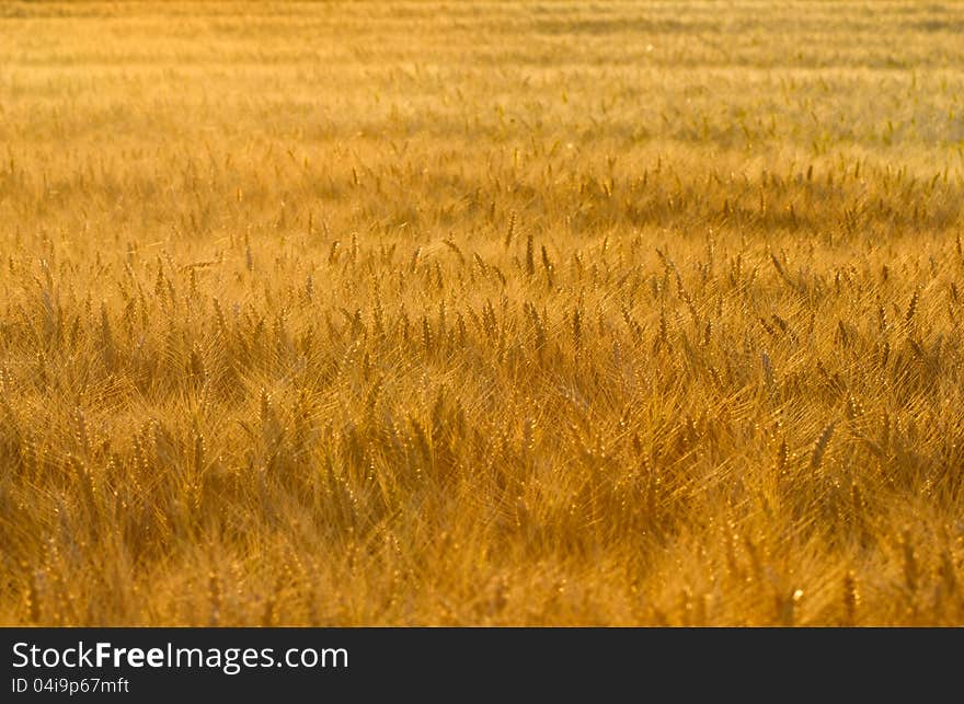 Wheat field