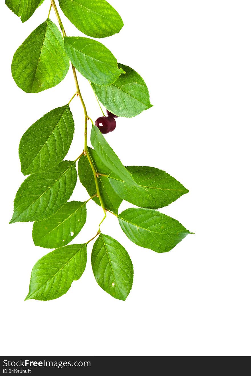 Branch of cherry it is isolated