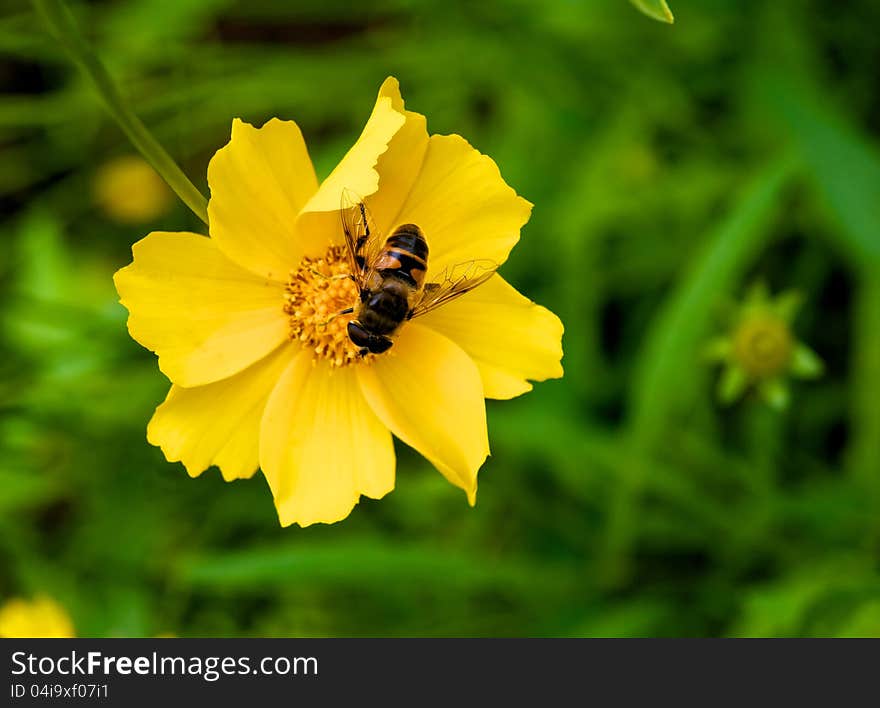 A bee sitting on a bright, yellow flower. It is the nectar is stored for the winter. A bee sitting on a bright, yellow flower. It is the nectar is stored for the winter.