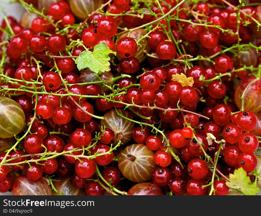 The bright, red currants and gooseberries are very sweet look appetizing. This year the harvest is very tasty and useful. The bright, red currants and gooseberries are very sweet look appetizing. This year the harvest is very tasty and useful.