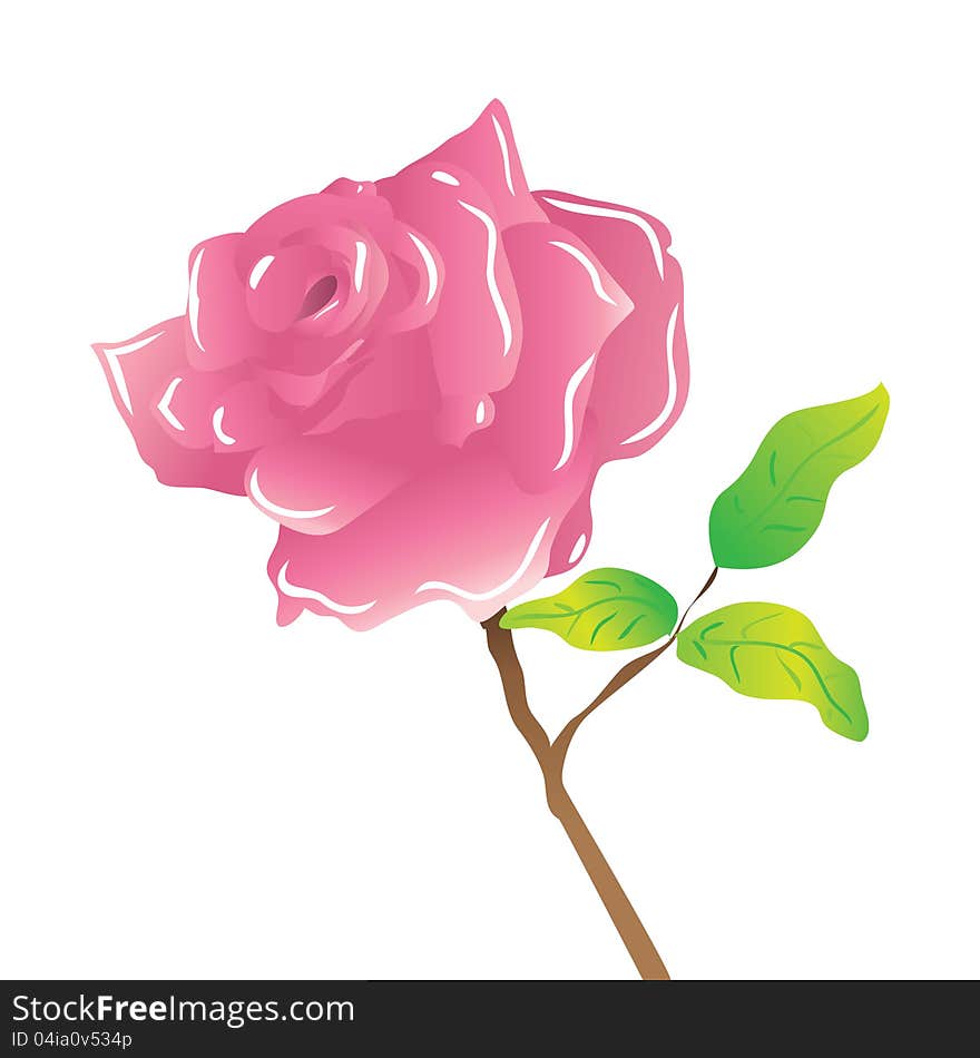 A Stem Pink Rose On White