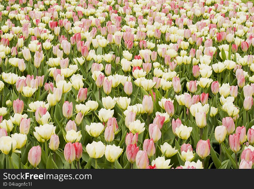 Blooming pink tulips and other spring flowers in the Keukenhof park, Netherlands. Blooming pink tulips and other spring flowers in the Keukenhof park, Netherlands