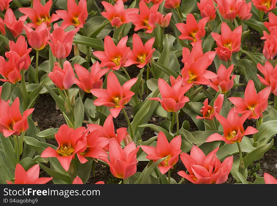 Blooming red tulips and other spring flowers in the Keukenhof park, Netherlands. Blooming red tulips and other spring flowers in the Keukenhof park, Netherlands