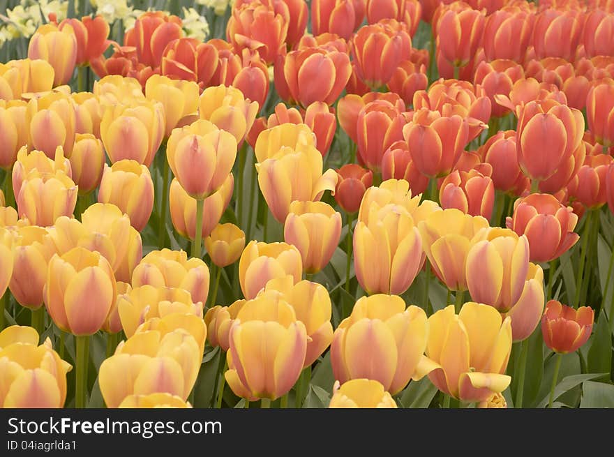 Blooming red  and yellow  tulips  in the Keukenhof park, Netherlands. Blooming red  and yellow  tulips  in the Keukenhof park, Netherlands