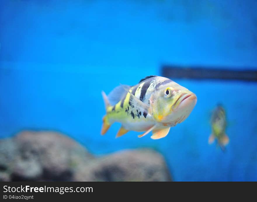 Fish in aquarium