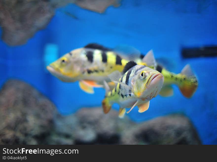 The fish in aquarium, Thailand