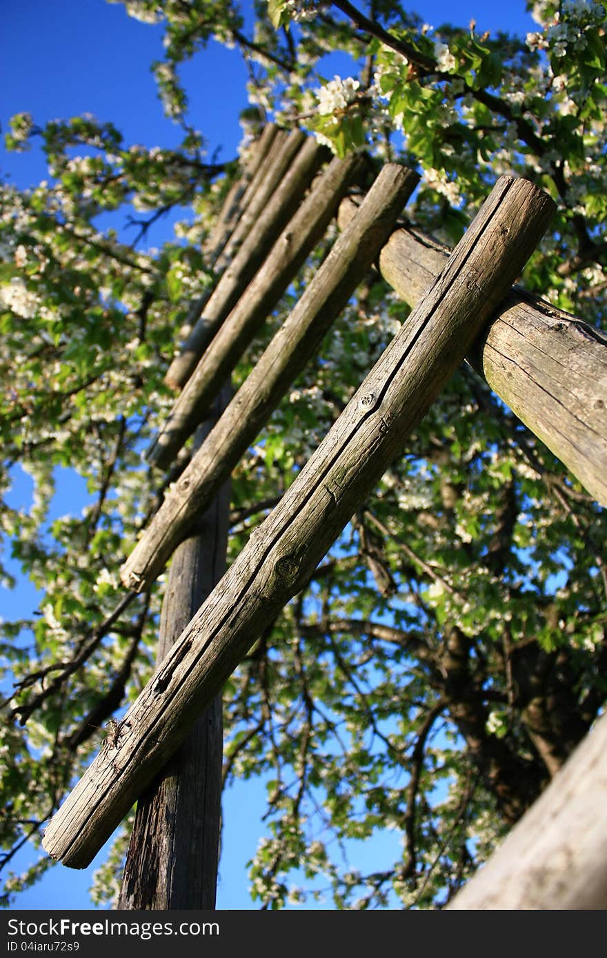 Wooden ladder leading up into the crown of apple