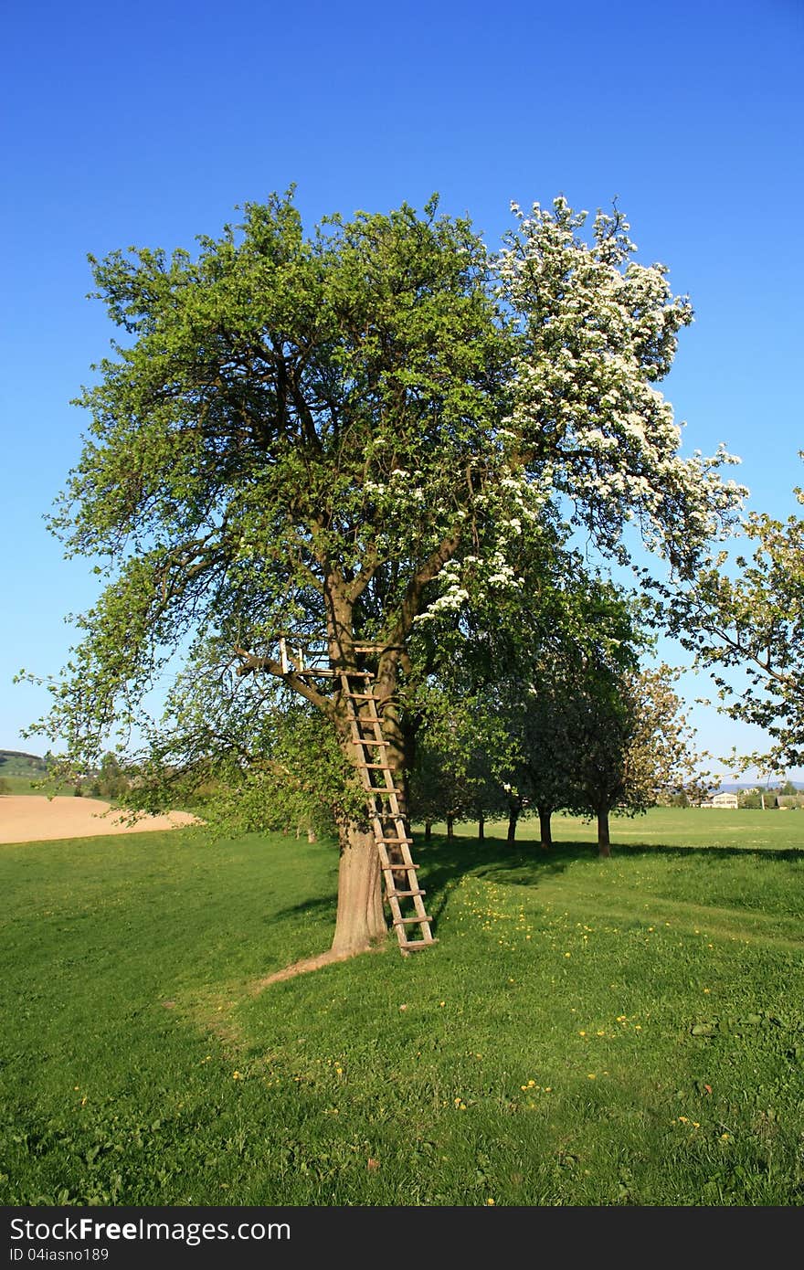 Wooden ladder leaning against the apple tree, half a tree flowers, tree with white flowers on a sunny day