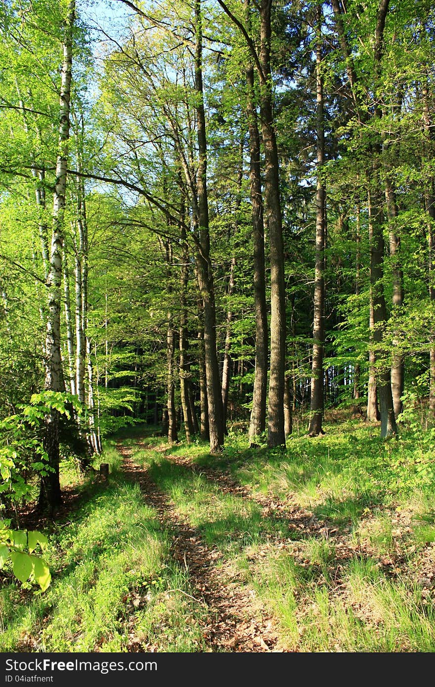 Forest landscape in summer, way of engaging with dry brown leaves in the forest. Forest landscape in summer, way of engaging with dry brown leaves in the forest