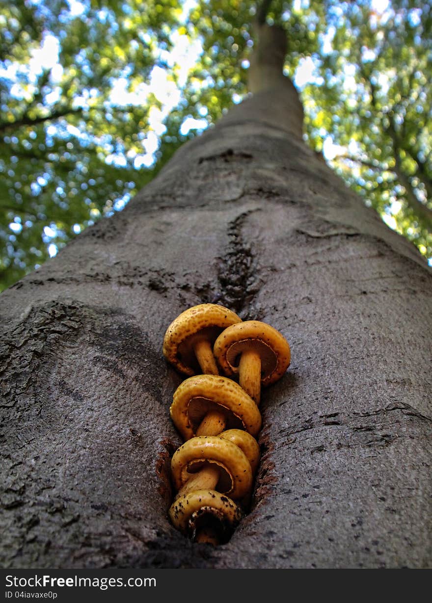 Mushrooms On A Tree