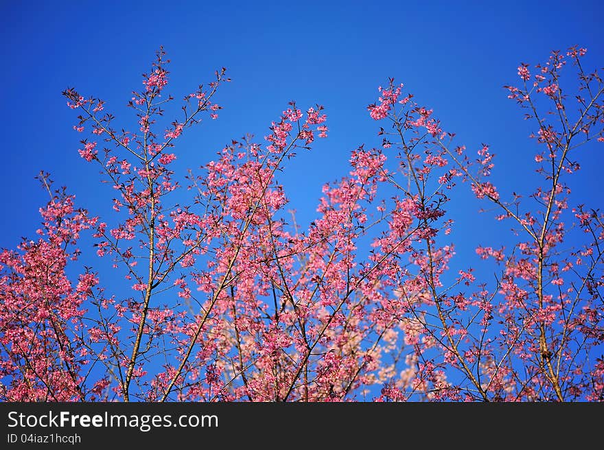 Wild Himalayan Cherry in Chaingmai, Thailand