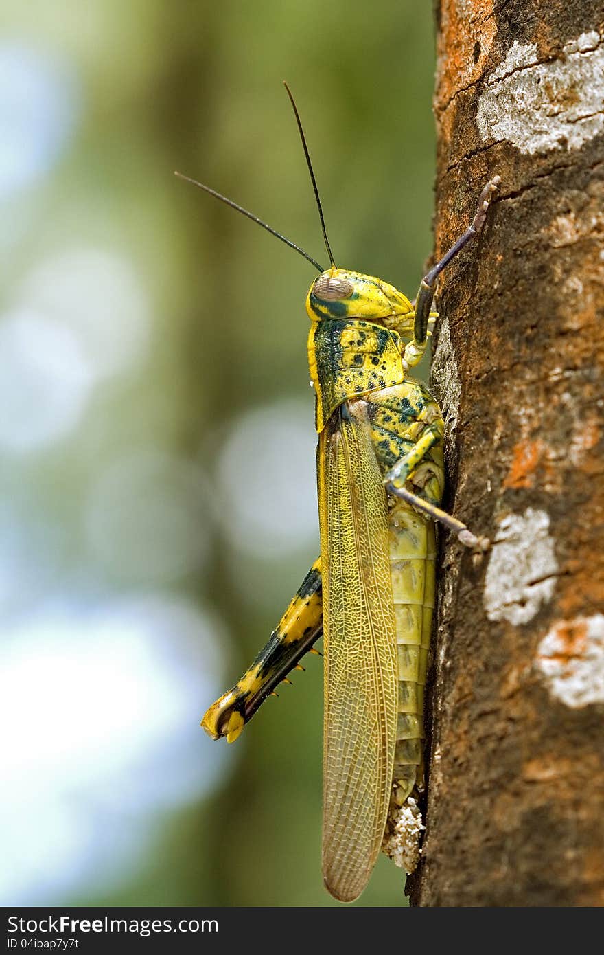 Grasshopper on a tree