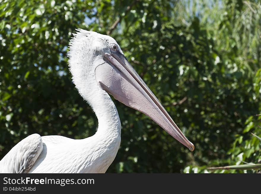 Withe pellican close up in an Italian Park