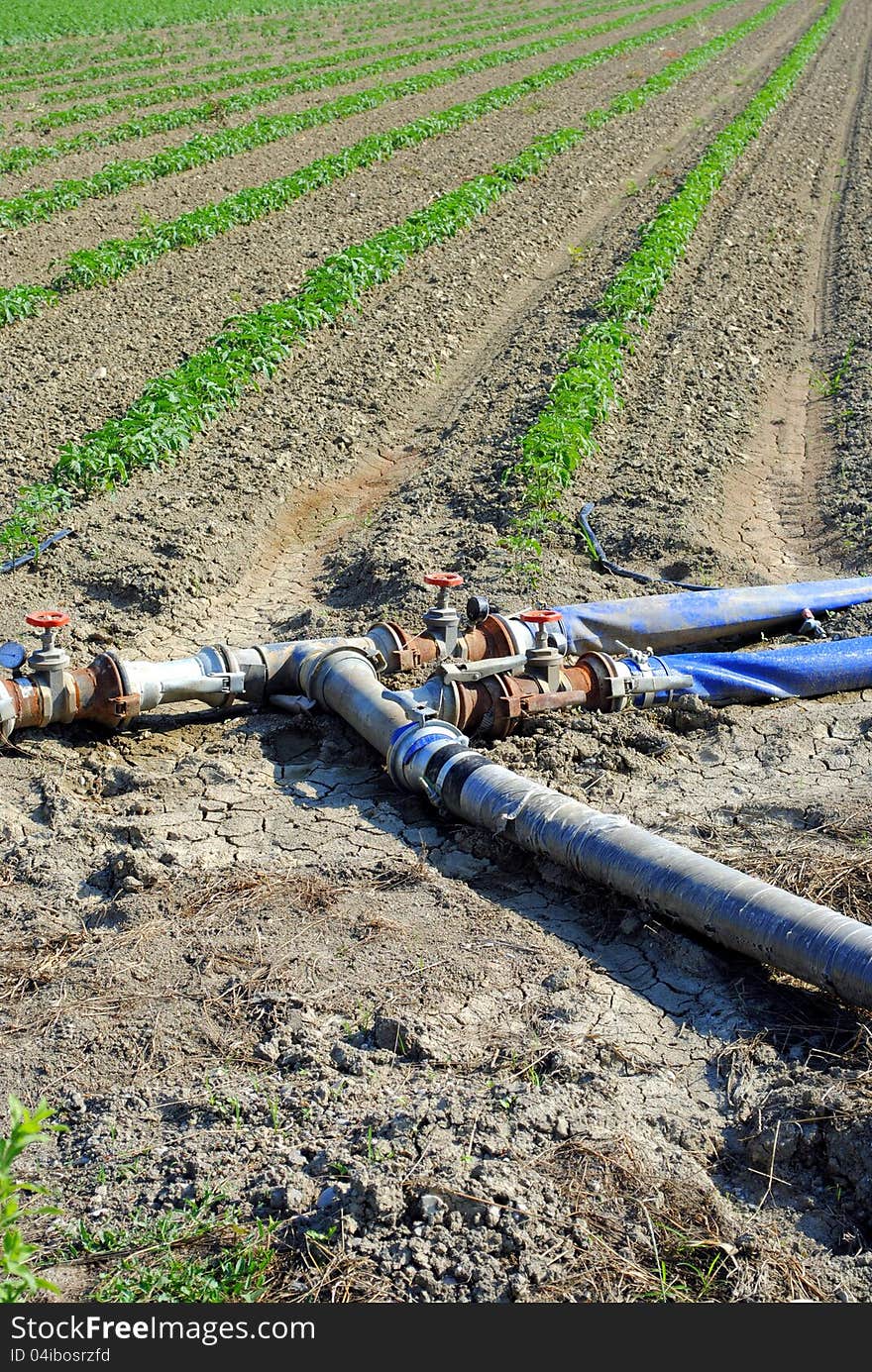 Water pipes used for watering tomatoes