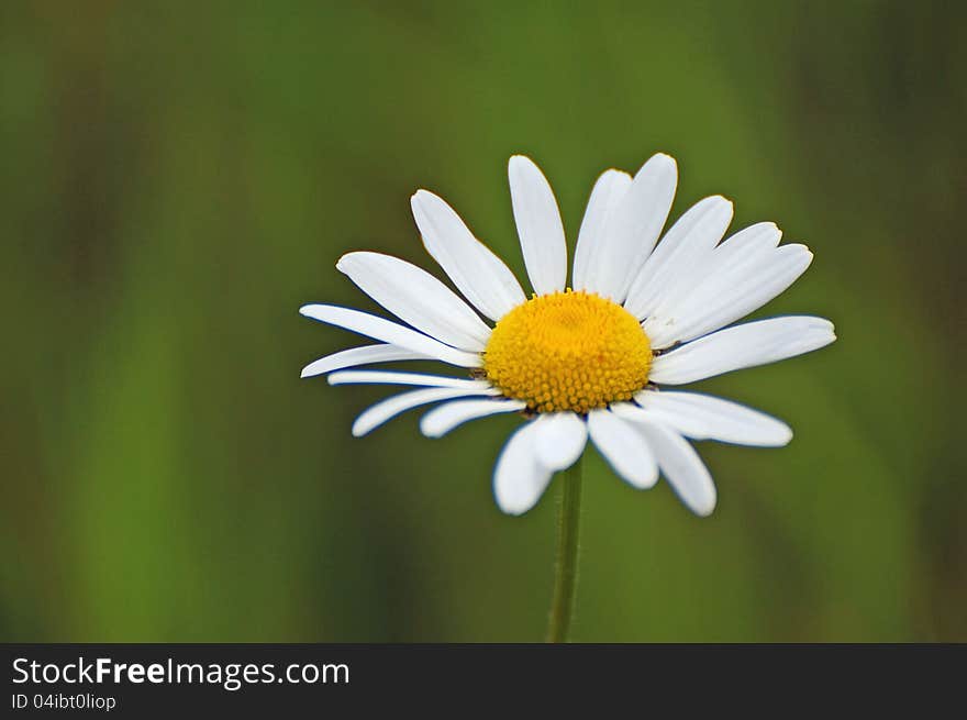 A delicate daisy against a green background. A delicate daisy against a green background