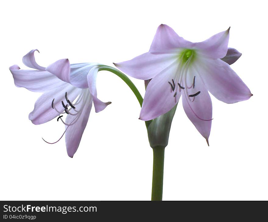 Two flowers amaryllis isolated on white