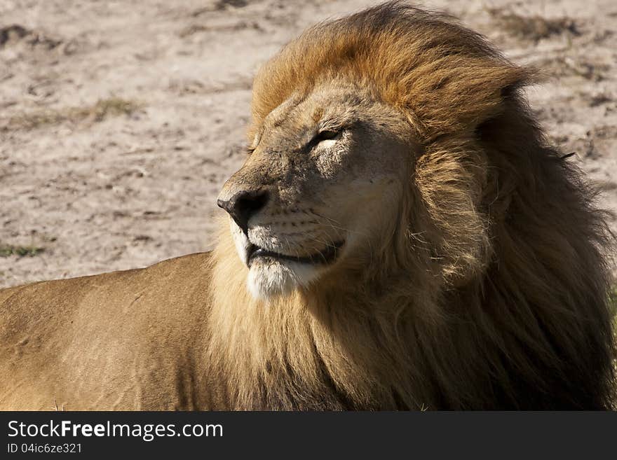 Adult Male Lion Basking