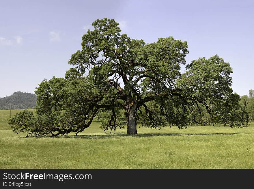 Mature Oak In Pope Valley