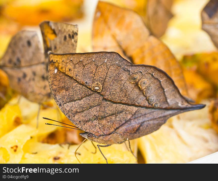 Indian leafwing butterfly